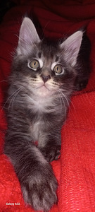 Мейн-кун котята (1 фото из 8)