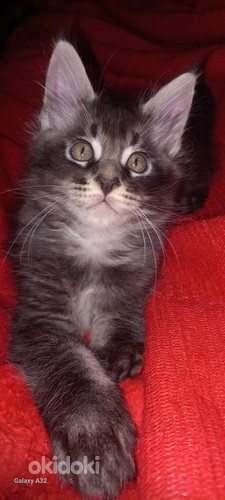 Мейн-кун котята