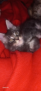 Мейн-кун котята (7 фото из 8)