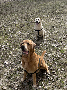 Labradora retrīvera kucēni (6 foto no 7)