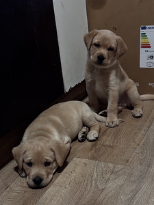 Щенки Лабрадор-ретривер (8 фото из 9)