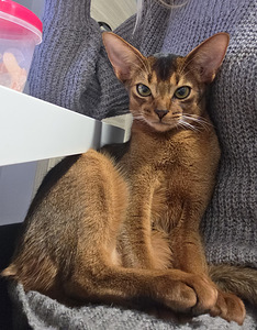 Абиссинский котёнок (2 фото из 3)