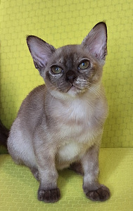 Котенок (4 фото из 5)