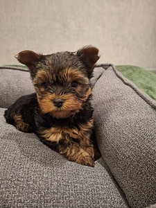 Jorkshirenterrierin pennut syntyivät 21. syyskuuta 2025. (10 valokuva sivusta 10)