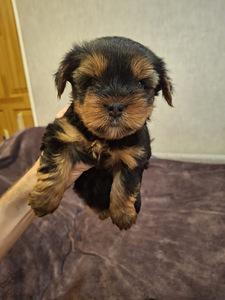 Yorkshirenterrierityttö syntyi 21. syyskuuta 2025. (3 valokuva sivusta 10)