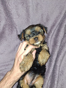 Yorkshirenterrierityttö syntyi 21. syyskuuta 2025. (4 valokuva sivusta 10)