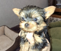 Micro York babyface syntyi 21. syyskuuta 2025.