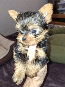 Micro York babyface syntyi 21. syyskuuta 2025. (8 valokuva sivusta 10)