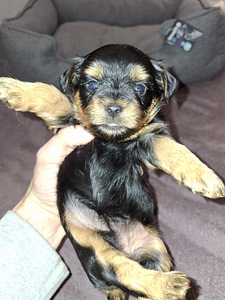 Yorkshirenterrierin pennut, syntyneet 4. marraskuuta 2025. (3 valokuva sivusta 10)