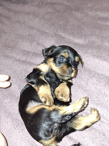 Yorkshirenterrierin pennut, syntyneet 4. marraskuuta 2025. (5 valokuva sivusta 10)