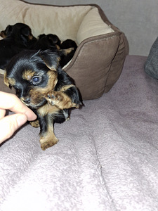 Yorkshirenterrierin pennut, syntyneet 4. marraskuuta 2025. (8 valokuva sivusta 10)