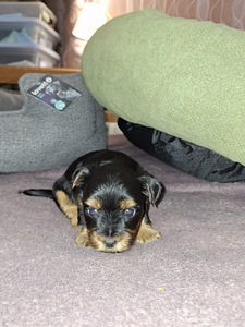 Yorkshirenterrierin pennut, syntyneet 4. marraskuuta 2025. (10 valokuva sivusta 10)