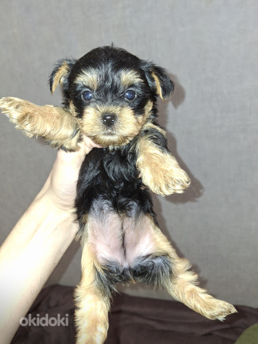 Yorkshirenterrierin pennut, syntyneet 4. marraskuuta 2025.