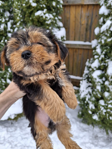 Yorkshirenterrierin pennut, syntyneet 4. marraskuuta 2025. (2 valokuva sivusta 10)