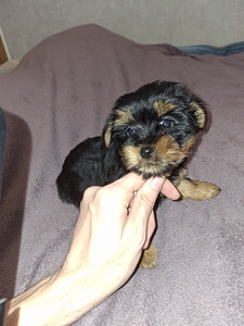 Yorkshirenterrierin pennut, syntyneet 4. marraskuuta 2025. (5 valokuva sivusta 10)