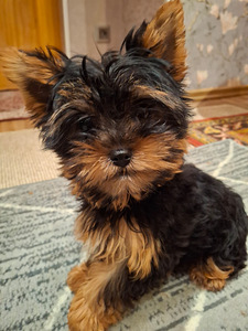 Yorkshirenterrierin pennut, syntyneet 4. marraskuuta 2025. (1 valokuva sivusta 10)