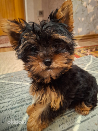 Yorkshirenterrierin pennut, syntyneet 4. marraskuuta 2025.