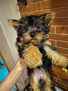 Yorkshirenterrierin pennut, syntyneet 4. marraskuuta 2025. (2 valokuva sivusta 10)