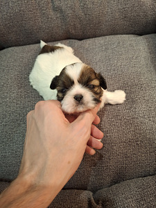 Shih Tzu -pennut syntyivät 28. tammikuuta 2026 (5 valokuva sivusta 10)