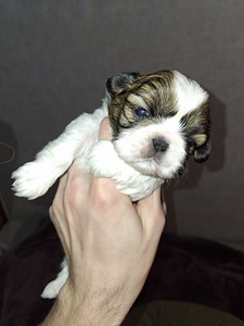 Shih Tzu -pennut syntyivät 28. tammikuuta 2026 (8 valokuva sivusta 10)