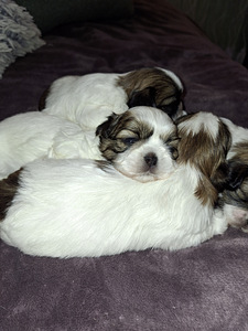 Shih Tzu -pennut syntyivät 28. tammikuuta 2026 (9 valokuva sivusta 10)