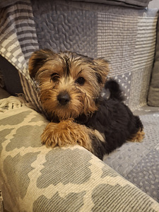 Yorkshirenterrierin pennut. 03.03.2026 (3 valokuva sivusta 10)