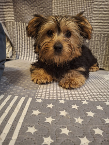 Yorkshirenterrierin pennut. 03.03.2026 (6 valokuva sivusta 10)