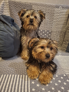 Yorkshirenterrierin pennut. 03.03.2026 (7 valokuva sivusta 10)