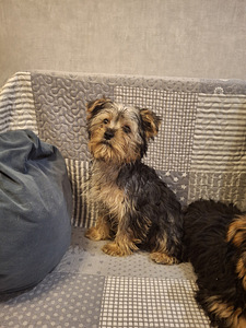 Yorkshirenterrierin pennut. 03.03.2026 (9 valokuva sivusta 10)