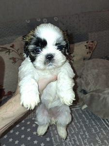 Täydelliset Shih Tzu -pennut 25.03.2026 (10 valokuva sivusta 10)