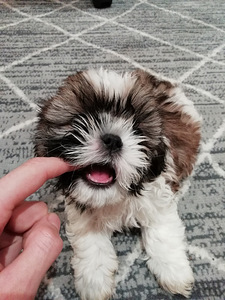 Täydelliset Shih Tzu -pennut 06.04.2026 (3 valokuva sivusta 10)