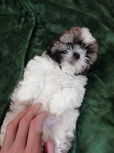 Täydelliset Shih Tzu -pennut 06.04.2026 (5 valokuva sivusta 10)