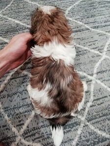 Täydelliset Shih Tzu -pennut 06.04.2026 (7 valokuva sivusta 10)