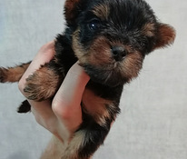 Jorkšyro Terjero šuniukai gimė 2025 m. rugsėjo 21 d.