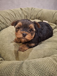 Jorkšyro Terjero šuniukai gimė 2025 m. rugsėjo 21 d. (6 nuotrauka iš 10)