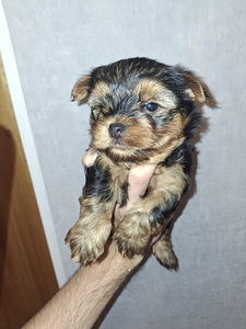 Jorkšyro Terjero šuniukai gimė 2025 m. rugsėjo 21 d. (8 nuotrauka iš 10)