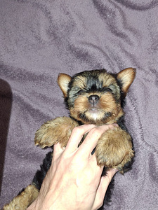 Jorkšyro terjerų veislės kalytė gimė 21 rugsėjo 2025 (4 nuotrauka iš 10)