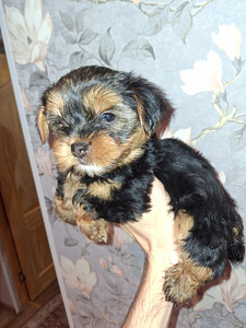 Jorkšyro terjerų veislės kalytė gimė 21 rugsėjo 2025 (9 nuotrauka iš 10)