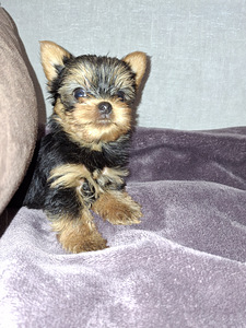 Mikro dydžio Jorkšyro Terjeras babyface gimė 21 rugsėjo 2025 (3 nuotrauka iš 10)