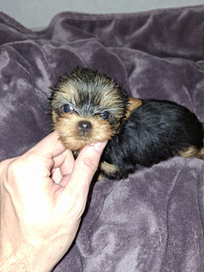 Mikro dydžio Jorkšyro Terjeras babyface gimė 21 rugsėjo 2025 (9 nuotrauka iš 10)