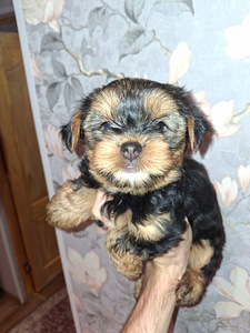 Jorkšyro terjerų kalytė gimė rugsėjo 21 d. 2025 (2 nuotrauka iš 10)