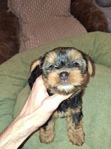 Jorkšyro terjerų kalytė gimė rugsėjo 21 d. 2025 (4 nuotrauka iš 10)