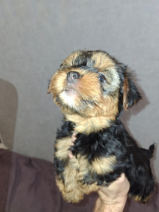 Jorkšyro terjerų kalytė gimė rugsėjo 21 d. 2025 (6 nuotrauka iš 10)