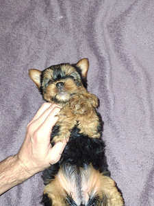 Jorkšyro terjerų kalytė gimė rugsėjo 21 d. 2025 (9 nuotrauka iš 10)