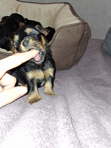 Щенки йоркширского терьера родились 4 ноября 2025 года. (8 фото из 10)