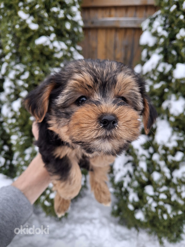 Щенки йоркширского терьера родились 4 ноября 2025 года.