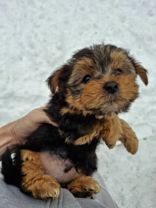 Щенки йоркширского терьера родились 4 ноября 2025 года. (4 фото из 10)