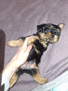 Щенки йоркширского терьера родились 4 ноября 2025 года. (6 фото из 10)