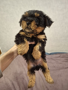 Щенки йоркширского терьера родились 4 ноября 2025 года. (7 фото из 10)