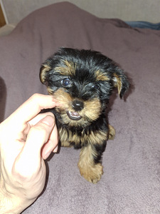 Щенки йоркширского терьера родились 4 ноября 2025 года. (10 фото из 10)